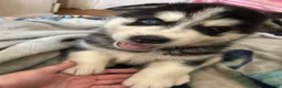 Mixed Breed dogs for sale: Brodly - Ad 2