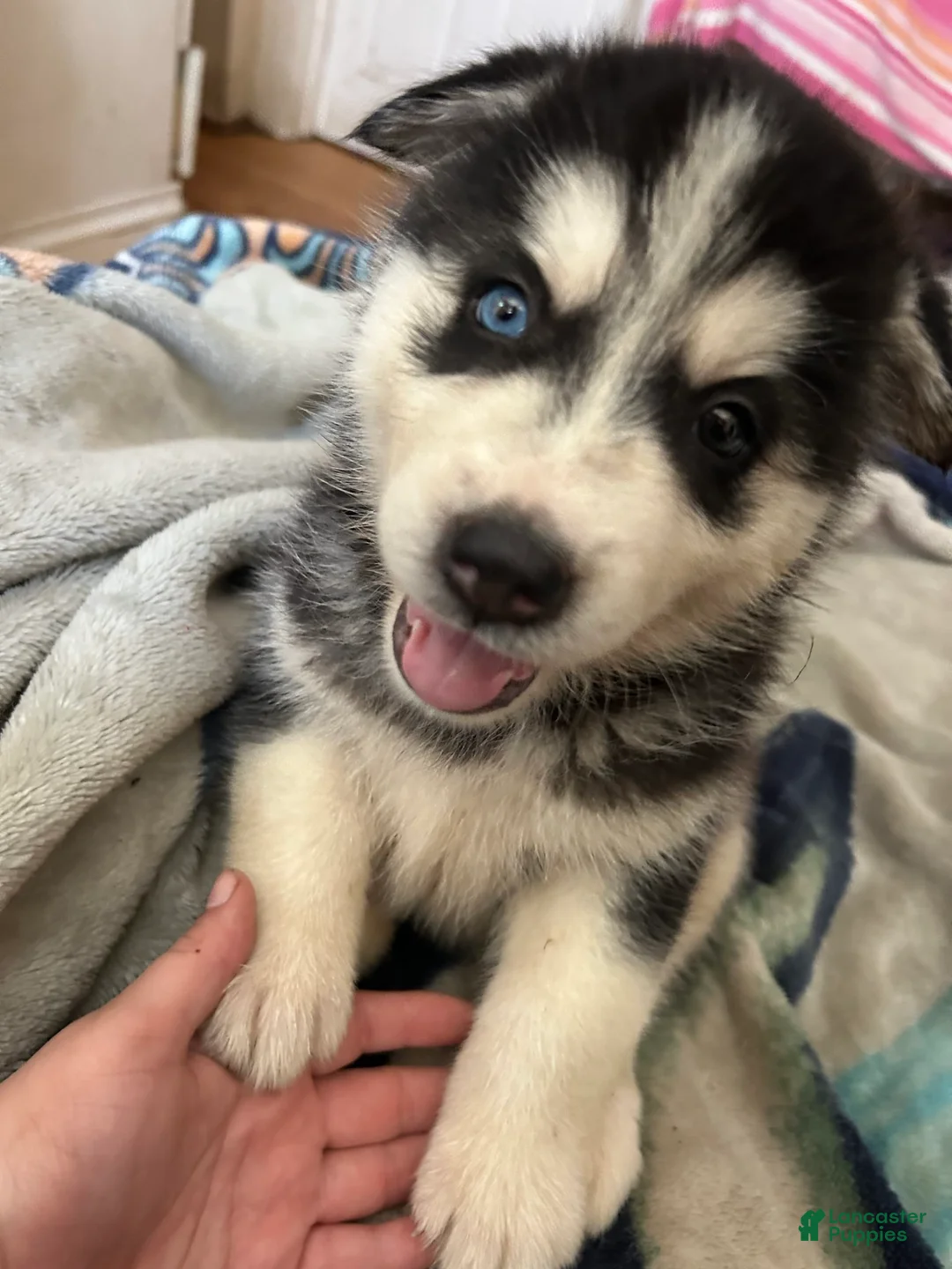 Mixed Breed dogs for sale: Brodly - Ad 2