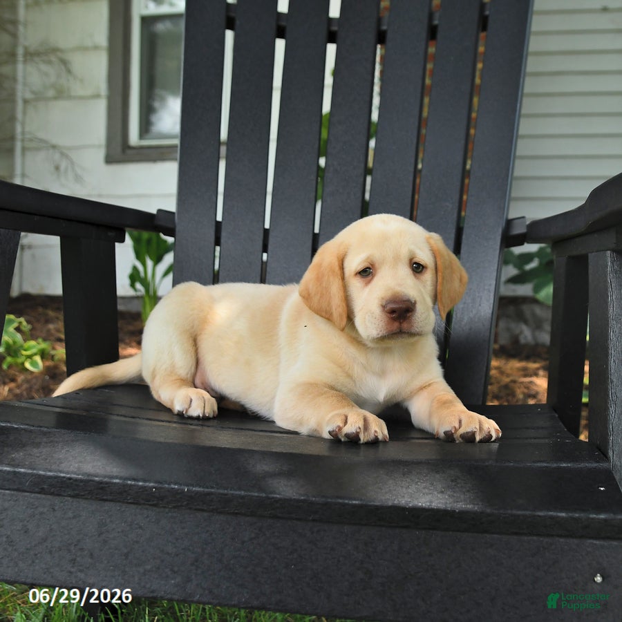Labrador Retriever dogs Stormy - Ad 1