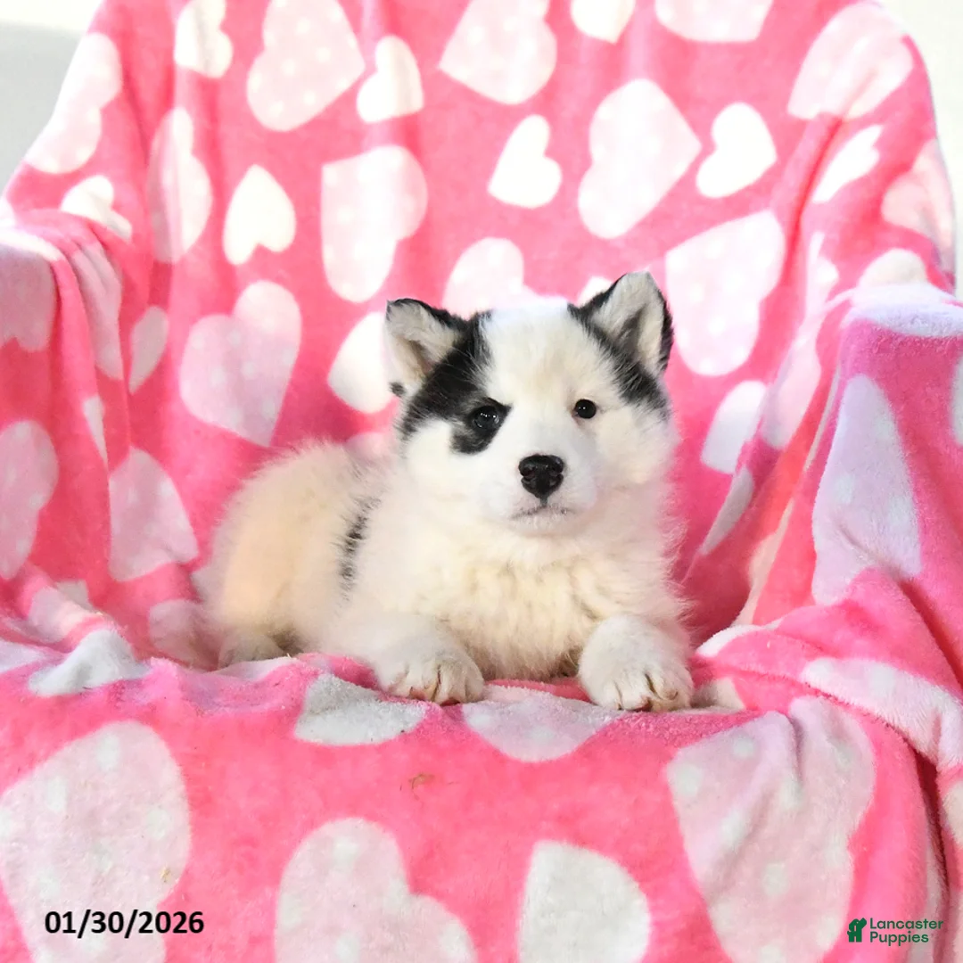 Pomsky dogs for sale: Pistol - Ad 3