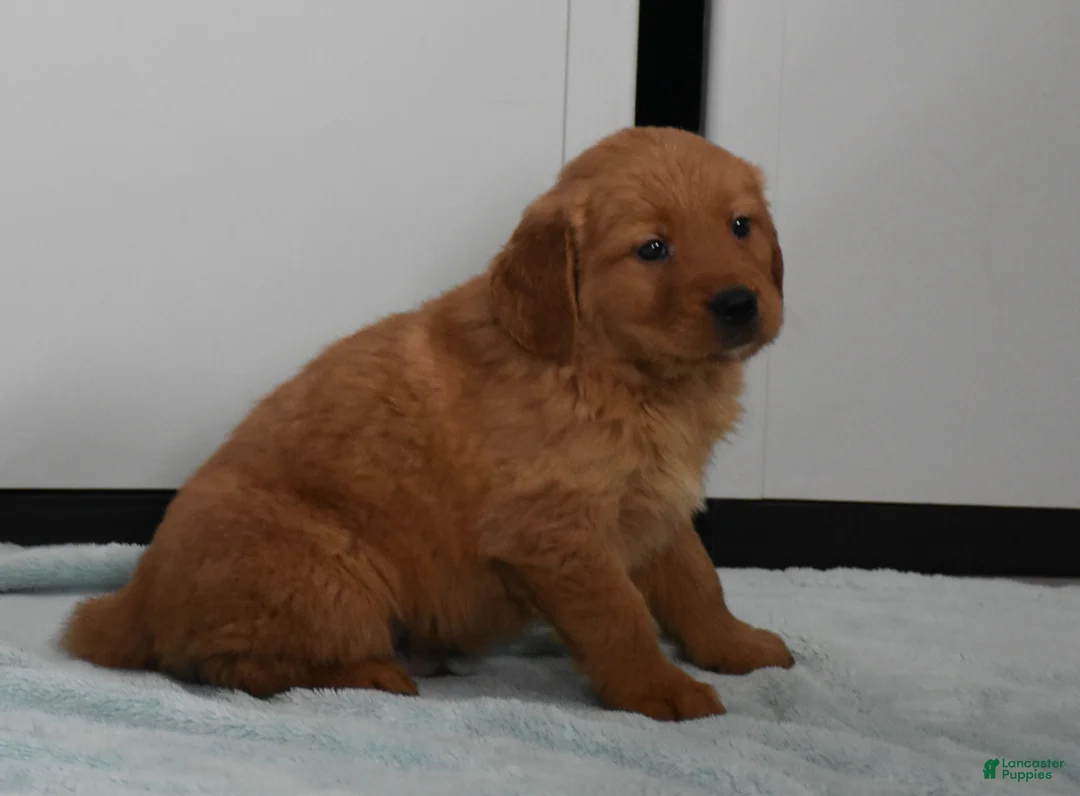 Golden Retriever dogs for sale: Finn    Genetic/OFA - Ad 1