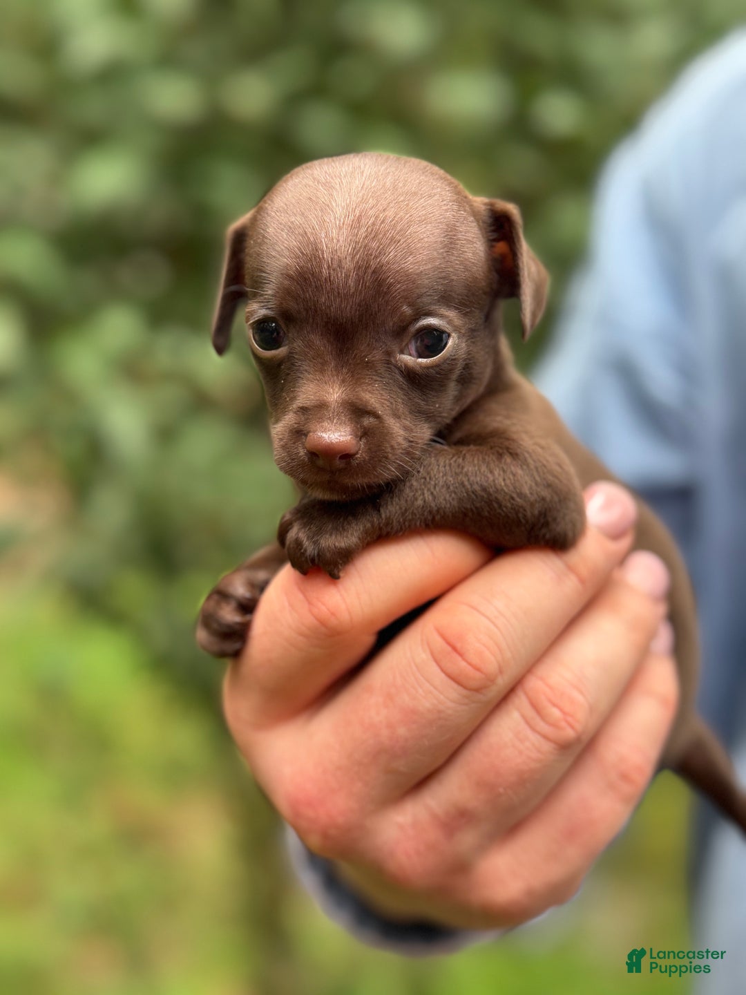 Mixed Breed dogs for sale: Cleopatra  - Ad 54