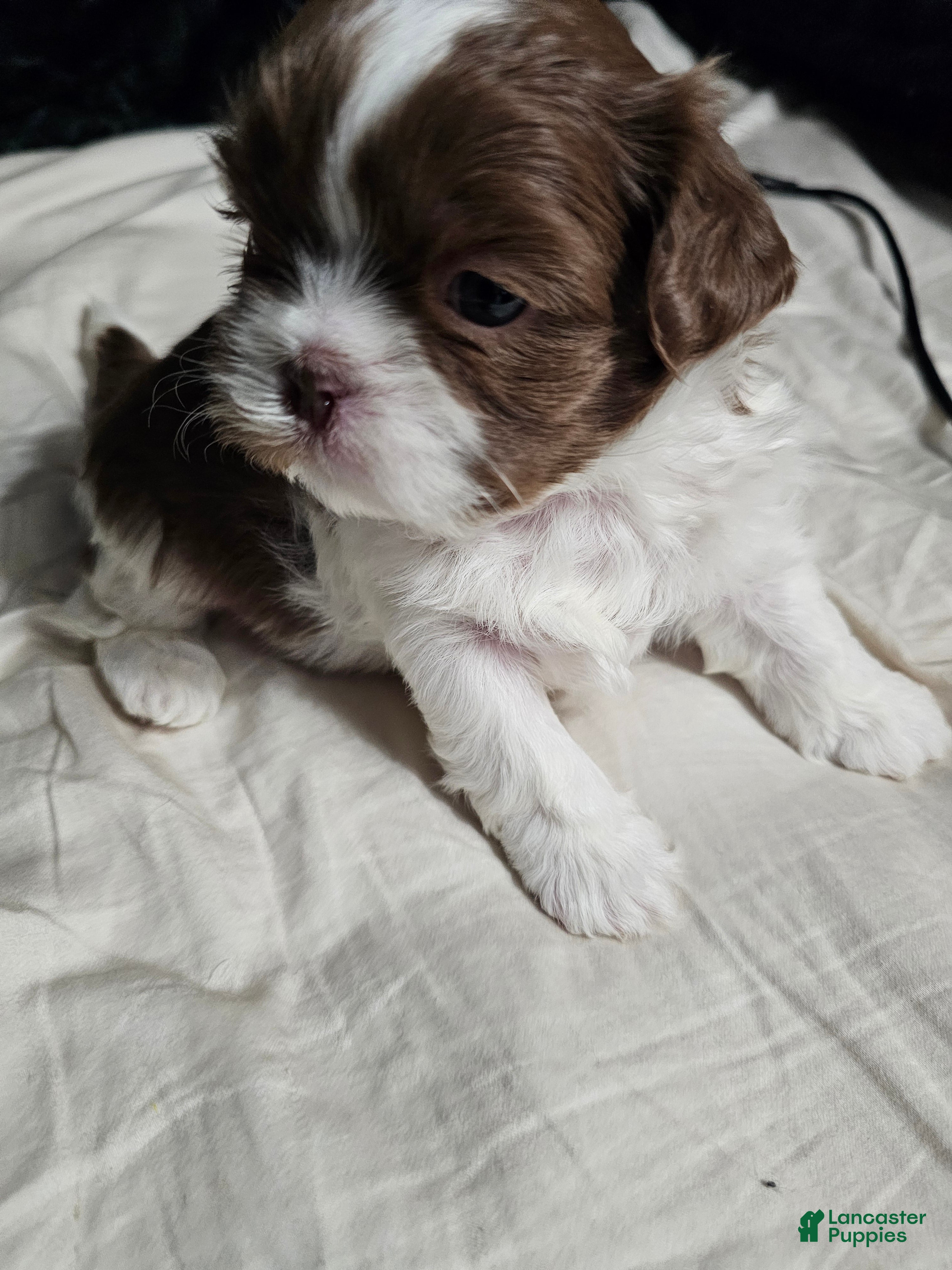 Shih Tzu dogs Henny - Ad 3