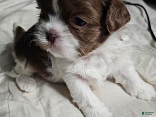 Shih Tzu dogs Henny - Ad 27