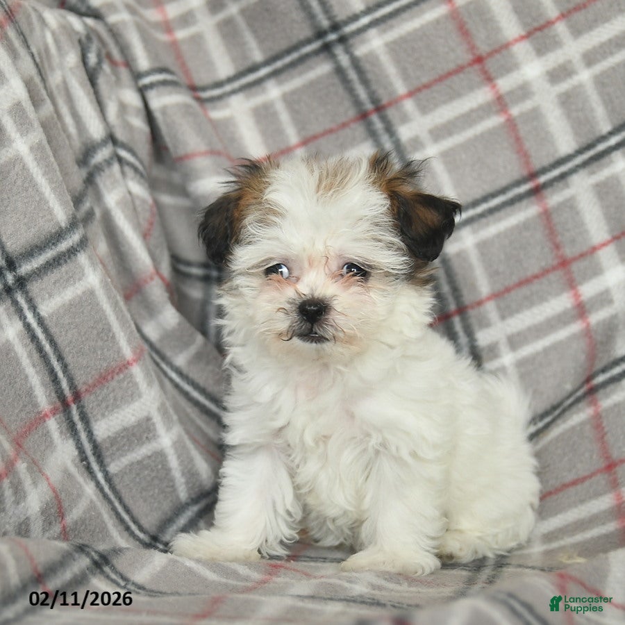 Mixed Breed dogs Quacks - Ad 2