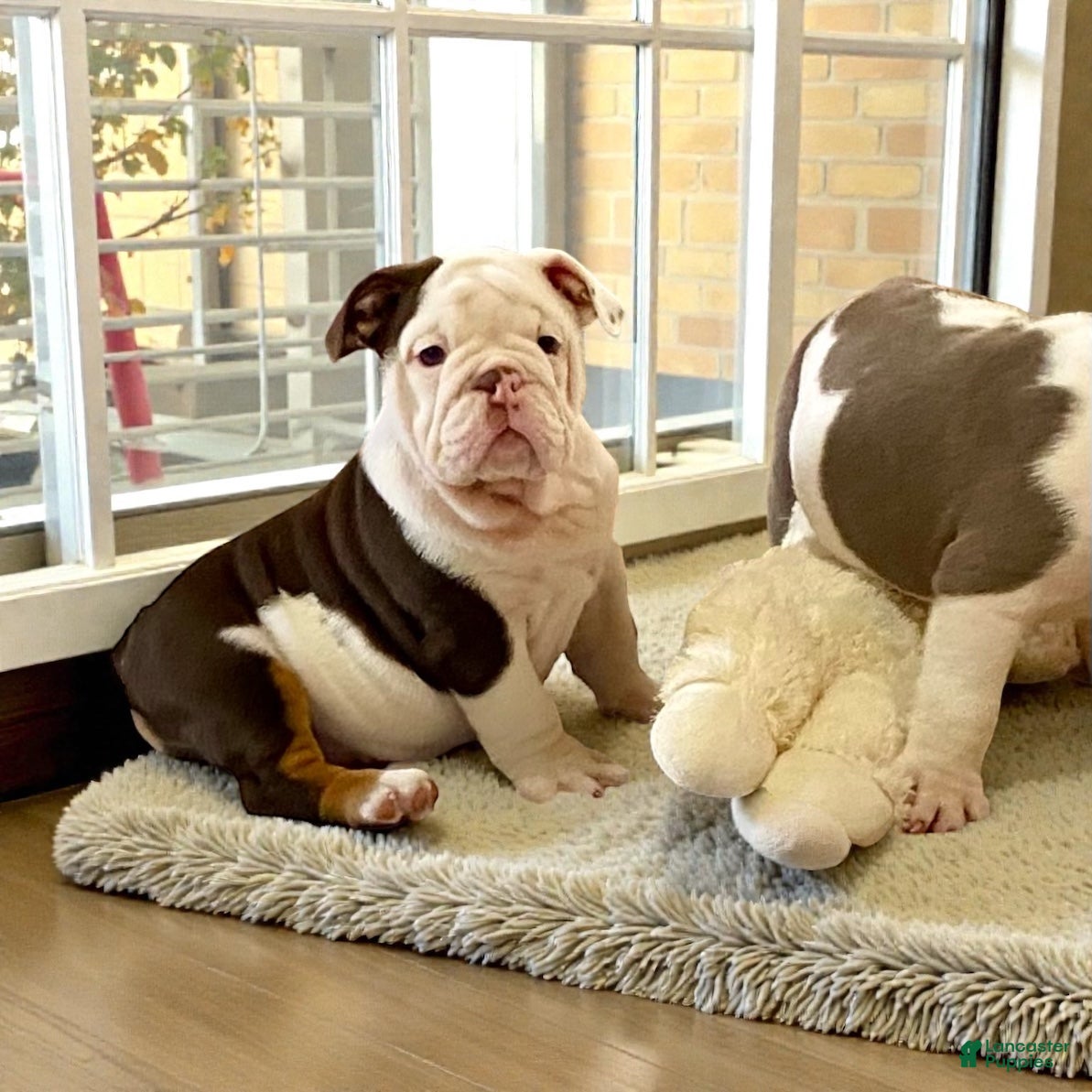 English Bulldog dogs Willow  - Ad 1