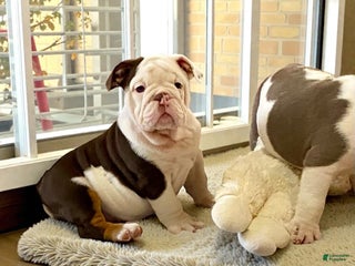 English Bulldog dogs for sale: Willow - Ad 2