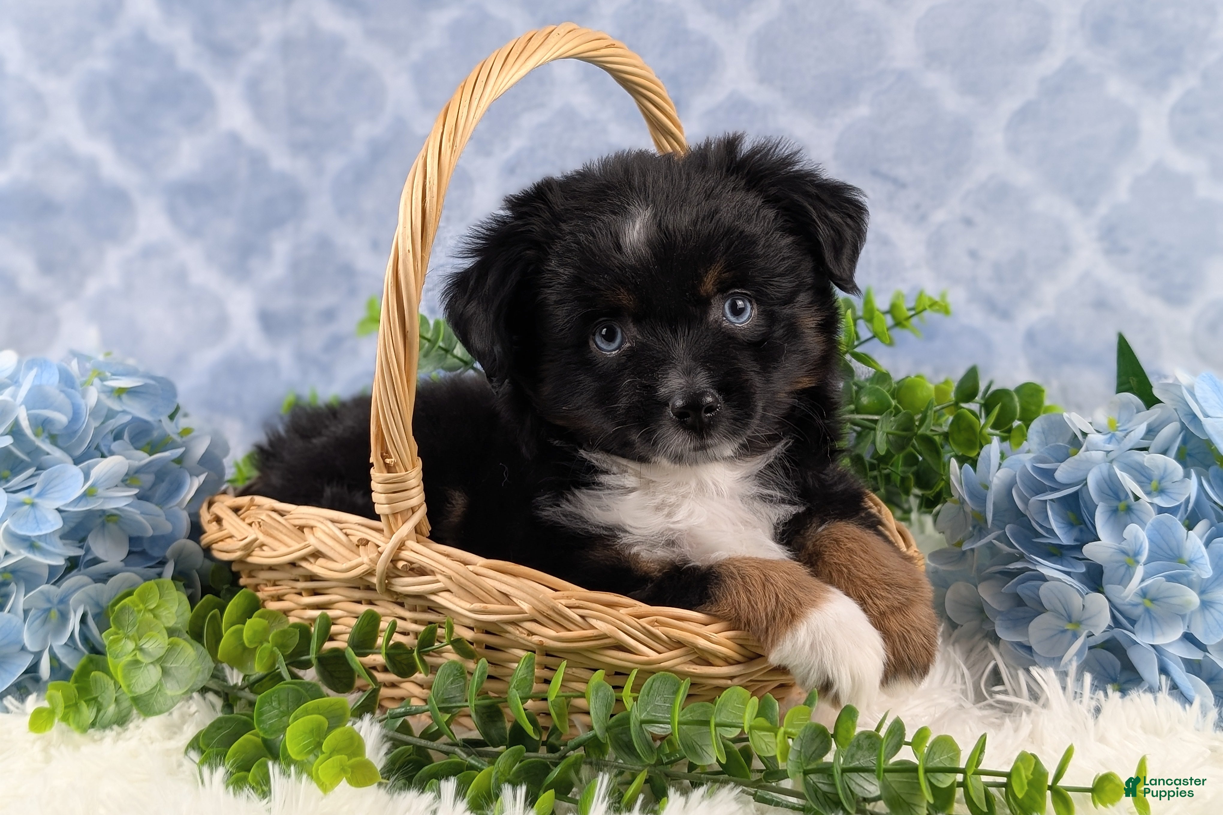 Toy Australian Shepherd dogs Banjo - Ad 1