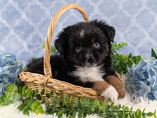 Toy Australian Shepherd dogs Banjo - Ad 1