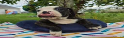Olde English Bulldogge dogs for sale: Alice - Ad 8