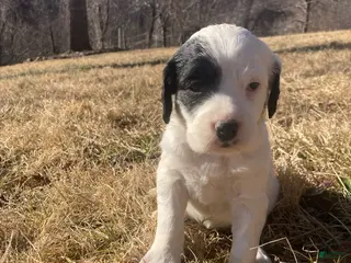 English Setter dogs for sale: Dally - Ad 3