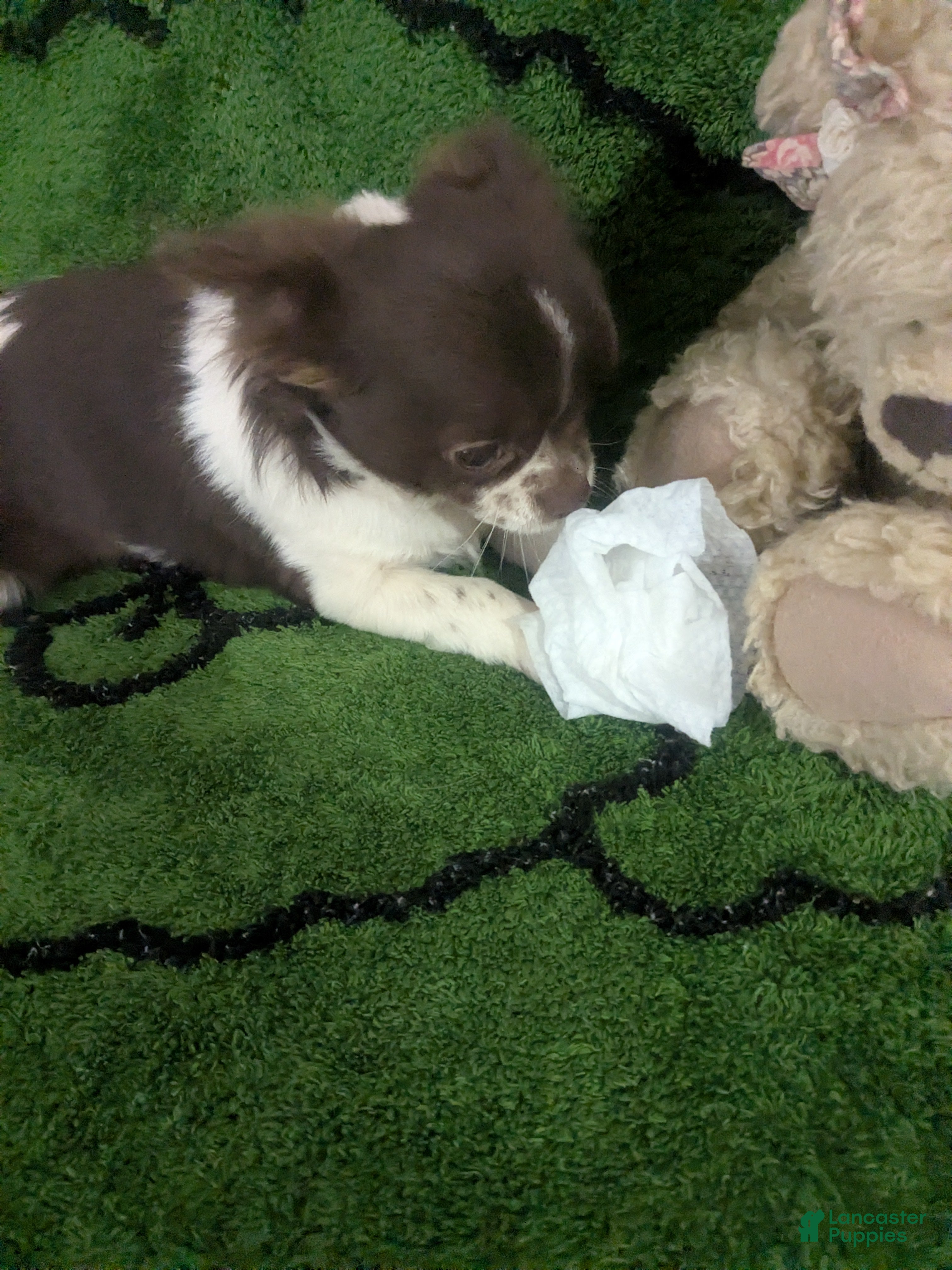 Chihuahua dogs for sale: Full AKC   Faith   - Ad 4