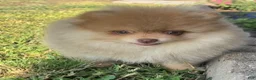 Pomeranian dogs for sale: Pomeranian 1 - Ad 6