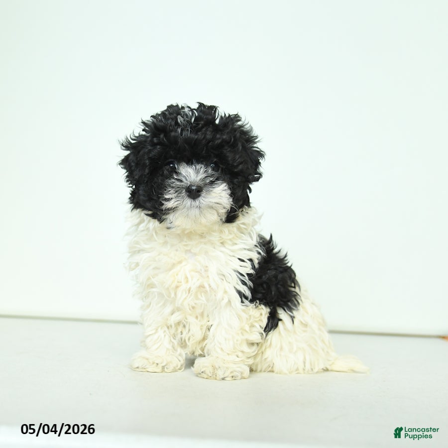 Havapoo dogs Hazel - Ad 2