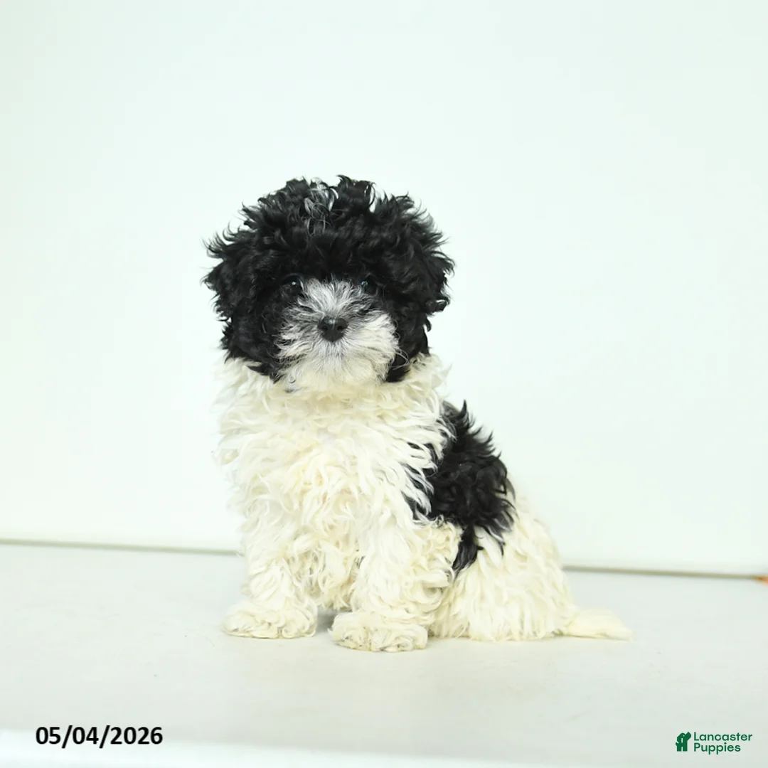 Havapoo dogs for sale: Hazel - Ad 2