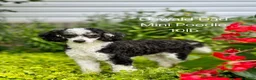 Mini Bernedoodle dogs for sale: Chip - Ad 14