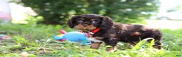 Cavalier King Charles Spaniel dogs for sale: Chico - Ad 6