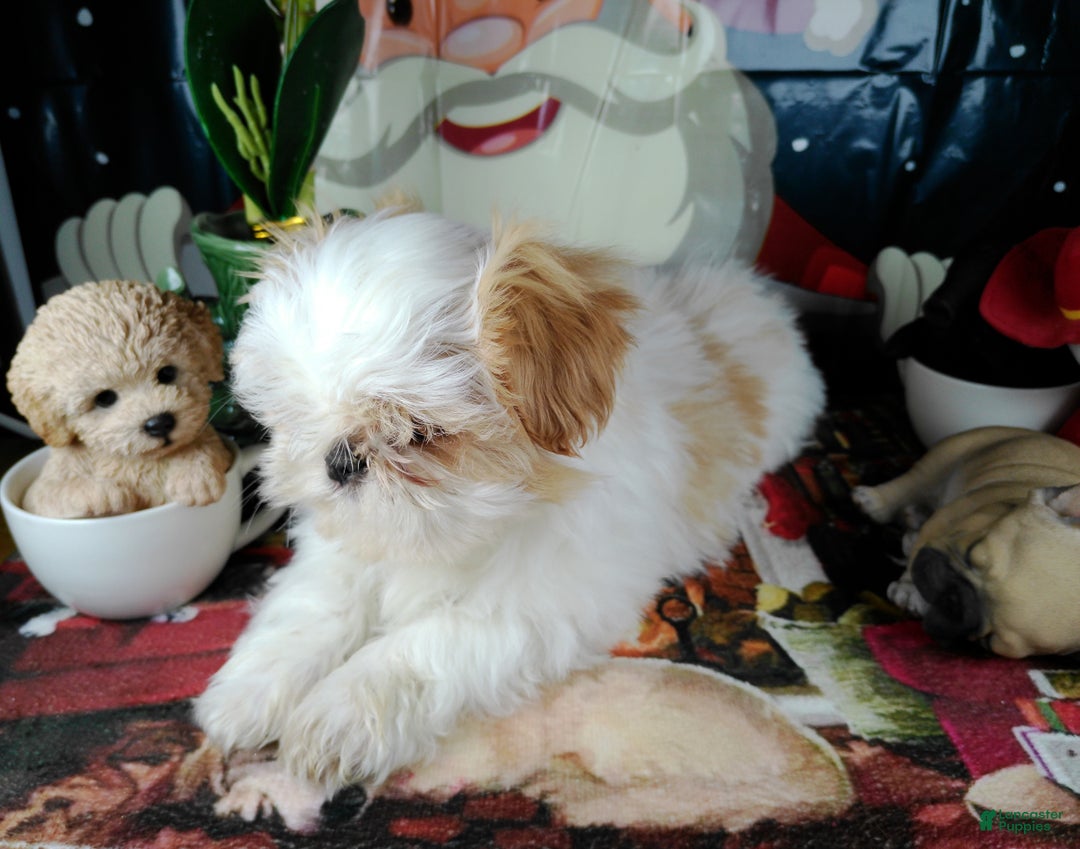 Shih Tzu dogs for sale: osito - Ad 3