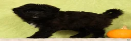 Pomapoo dogs for sale: Chelsey - Ad 7