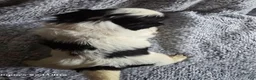 Shih Tzu dogs for sale: Nugget - Ad 3