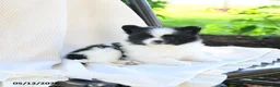 Pomeranian dogs for sale: Willow  - Ad 5