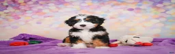Mini Bernedoodle dogs for sale: Shadow - Ad 10