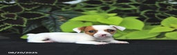 Jack Russell Terrier dogs for sale: Willow - Ad 1