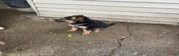 German Shepherd dogs for sale: Tiny girl - Ad 20
