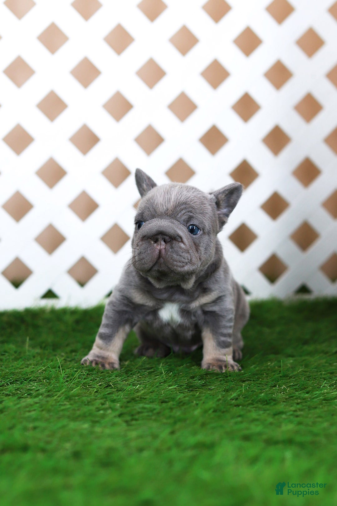 French Bulldog dogs for sale: Milo - Ad 10