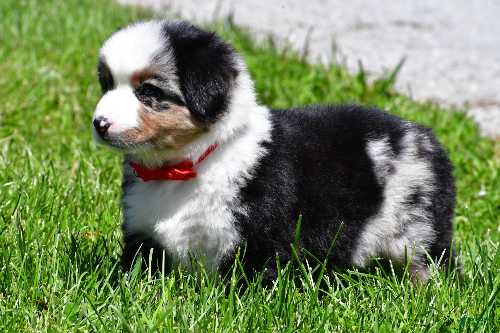 Miniature Australian Shepherd dogs for sale: Curtis - Ad 4