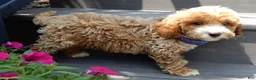 Mini Goldendoodle dogs for sale: Leo - Ad 3