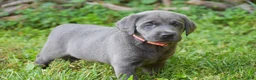 Labrador Retriever dogs for sale: Meadow - Ad 2
