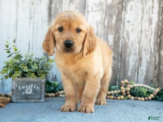 Golden Retriever dogs - Ad 27