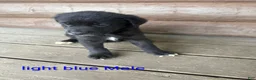Mixed Breed dogs for sale: Duke - Ad 1