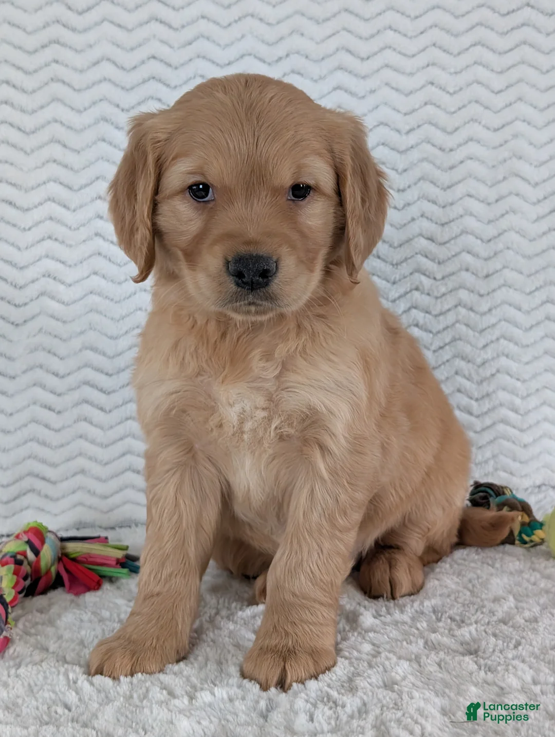 Golden Retriever dogs for sale: Miss Ruby  - Ad 2