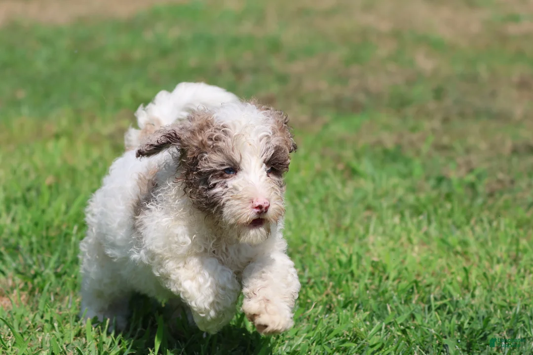 Mini Bernedoodle dogs for sale: Cleopatra - Ad 3