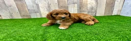 Irish Doodle dogs for sale: Tesla - Ad 3