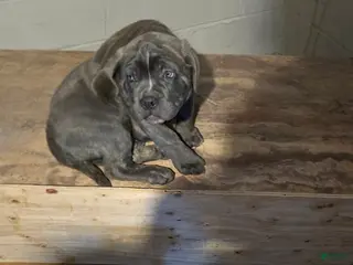 Cane Corso dogs Cane Corso Puppy 2 - Ad 16