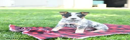 Australian Cattle Dog dogs for sale: Rodeo - Ad 2