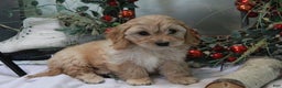 Cavachon dogs for sale: Snowball - Ad 4