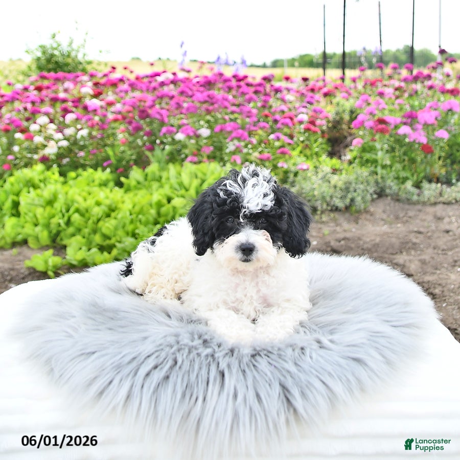 Bichpoo dogs Miss Patty - Ad 1