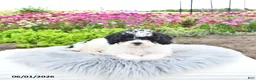 Bichpoo dogs for sale: Miss Patty - Ad 6