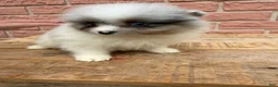 Pomeranian dogs for sale: Charlie - Ad 9