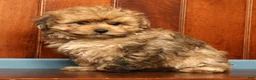 Pomapoo dogs for sale: Gavin - Ad 3