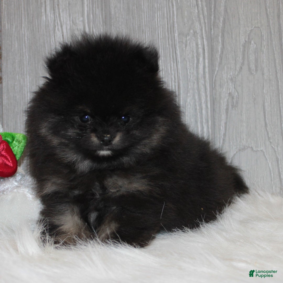 Pomeranian dogs for sale: Kason - Ad 8
