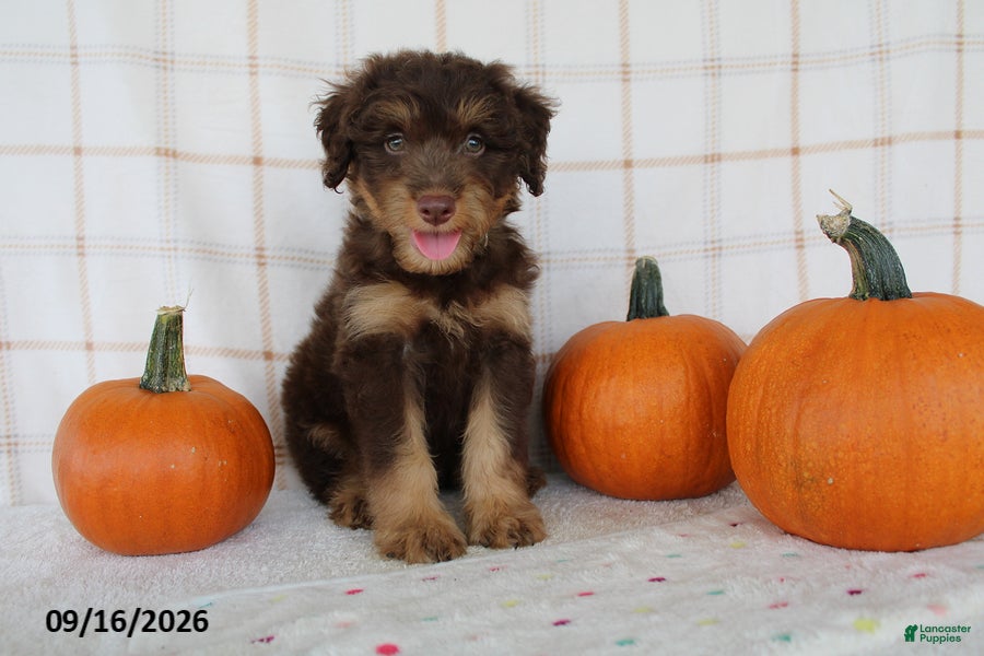 Mini Aussiedoodle dogs Benson - Ad 1