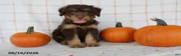 Mini Aussiedoodle dogs for sale: Benson - Ad 1