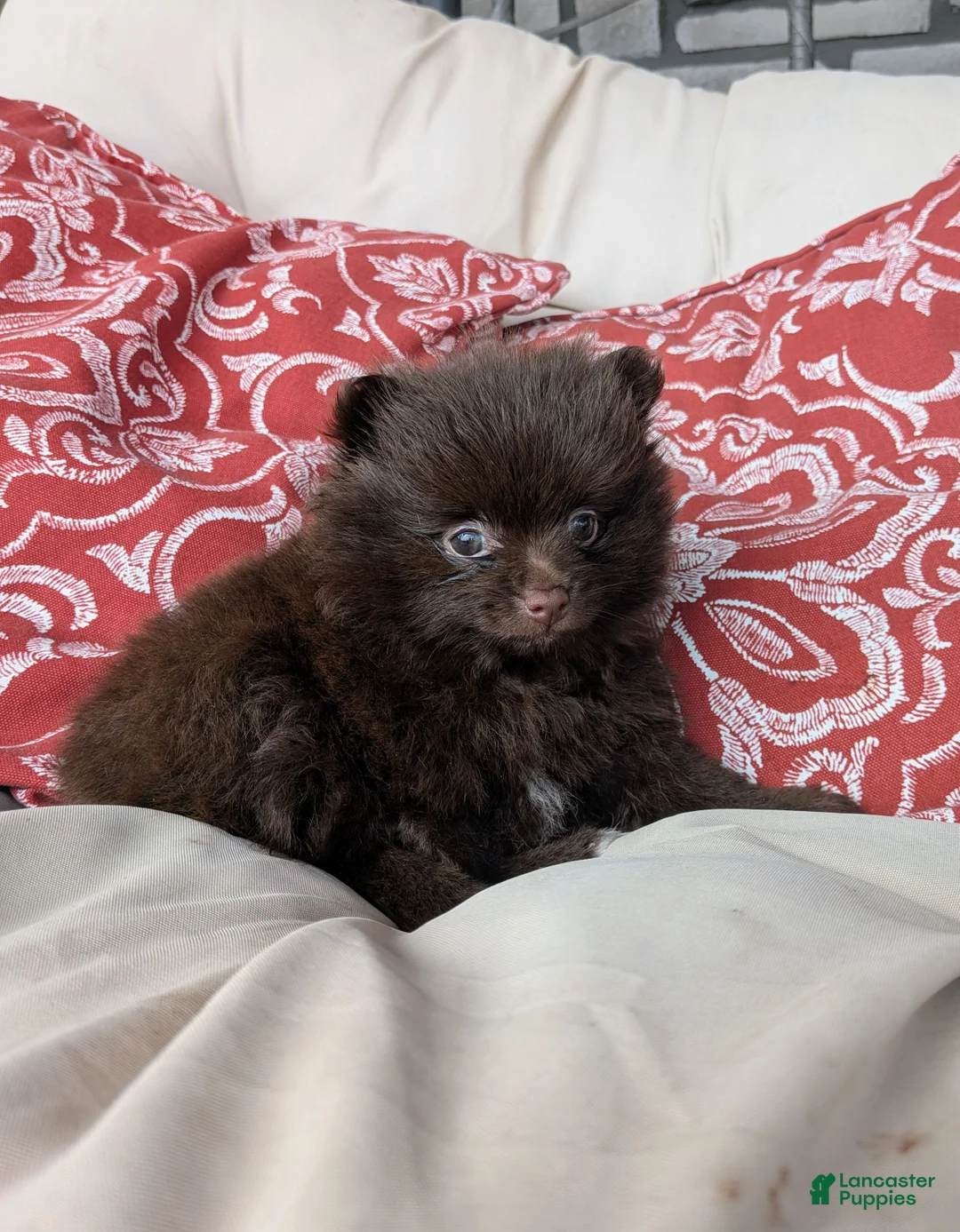 Pomeranian dogs for sale:  Sophie - Ad 1