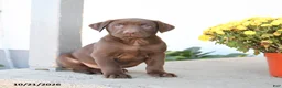 Labrador Retriever dogs for sale: Lenny - Ad 3