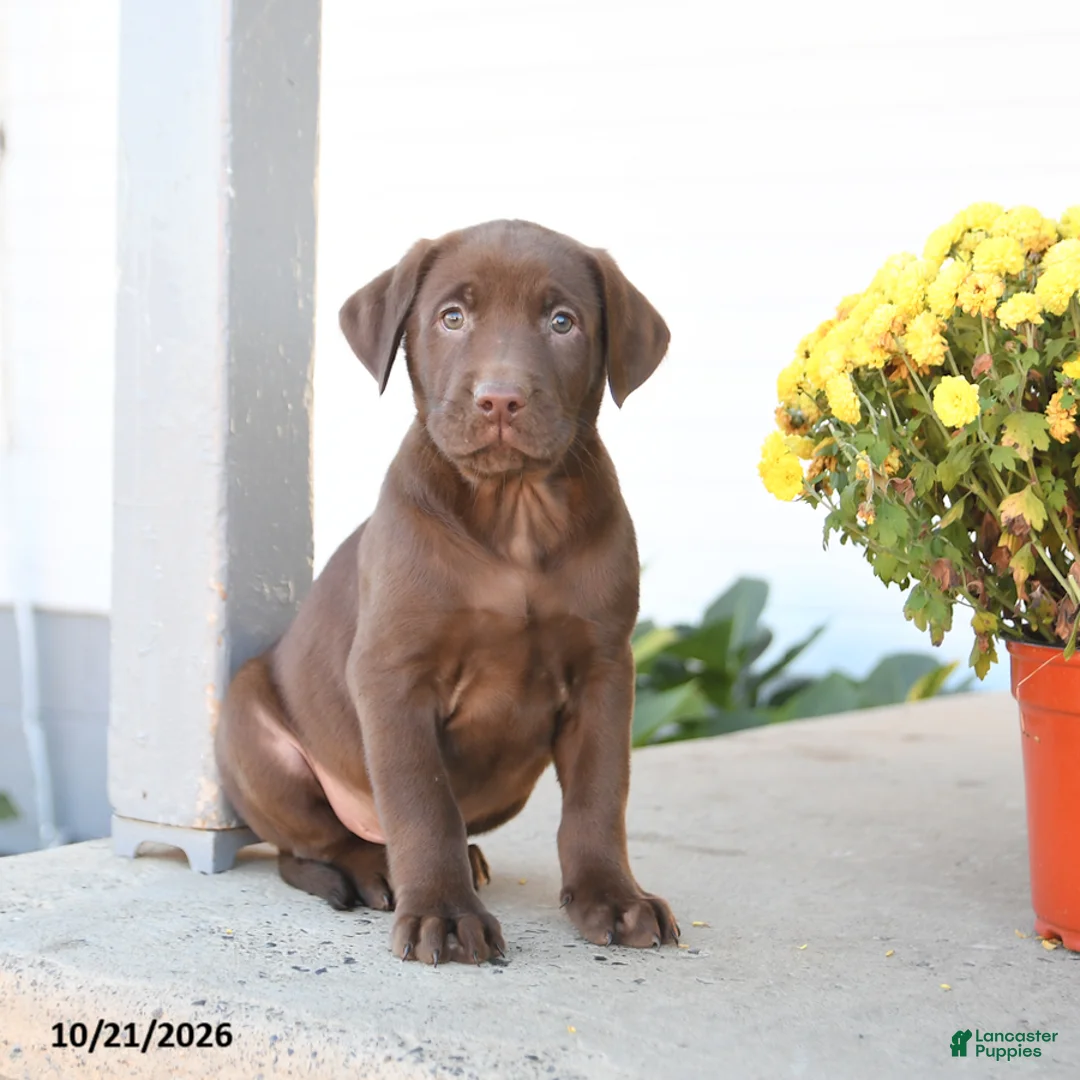 Labrador Retriever dogs for sale: Lenny - Ad 3